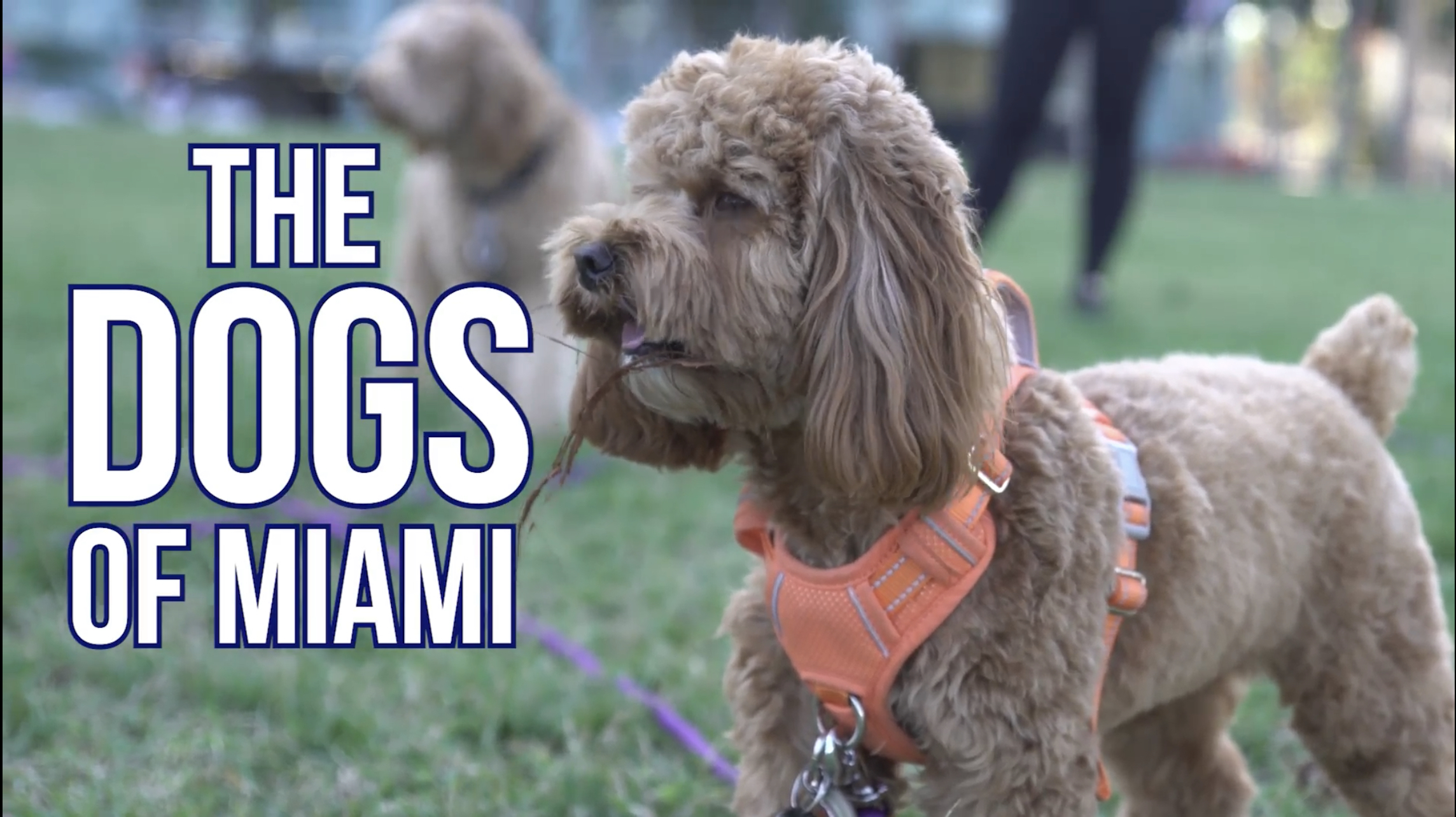 Dog of Miami Video
